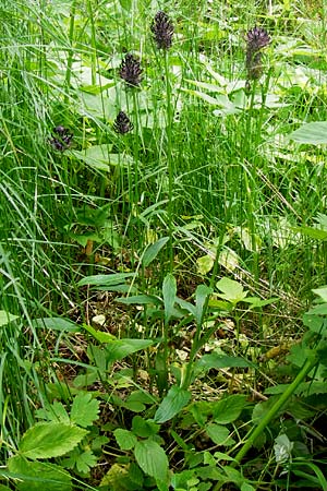 Phyteuma nigrum \ Schwarze Teufelskralle / Black Rampion, D Blankenau bei/near Fulda 7.6.2013
