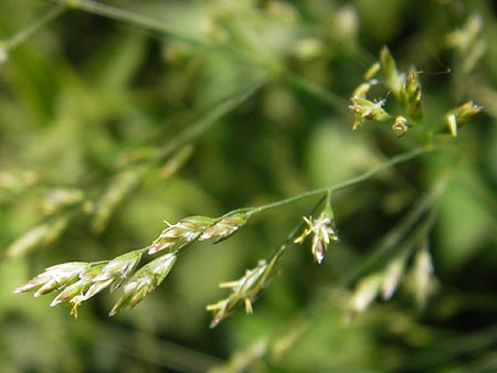 Poa nemoralis \ Hain-Rispengras / Wood Meadow Grass, D Lobbach-Waldwimmersbach 19.6.2013
