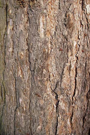 Pinus nigra \ Schwarz-Kiefer / Black Pine, Austrian Pine, D Mannheim 19.3.2014