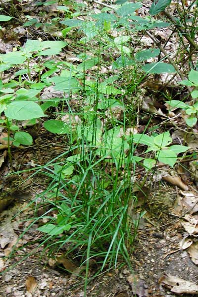Poa nemoralis \ Hain-Rispengras / Wood Meadow Grass, D Weinheim an der Bergstraße 1.6.2014