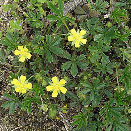 Potentilla pseudoheptaphylla \ Unbeschriebenes Fingerkraut / Non-described Cinquefoil, D Weinheim an der Bergstra&szlig;e 22.4.2006