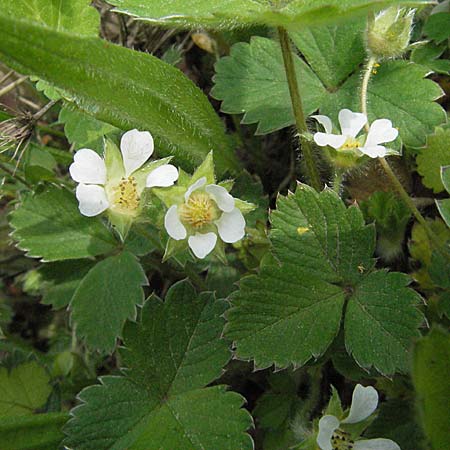 Potentilla sterilis \ Erdbeer-Fingerkraut / Barren Strawberry, D Donnersberg 30.4.2006