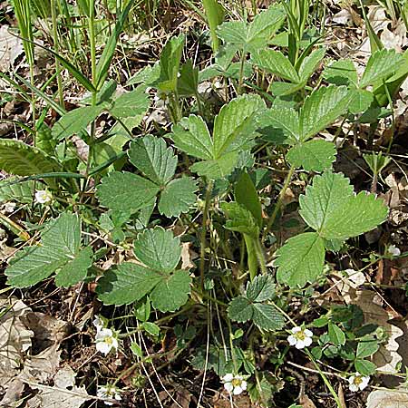 Potentilla sterilis \ Erdbeer-Fingerkraut / Barren Strawberry, D Donnersberg 30.4.2006