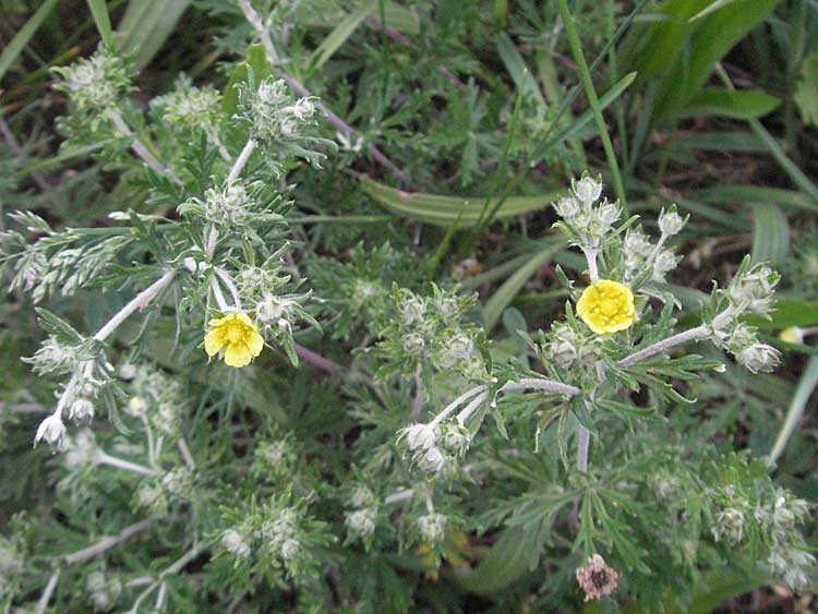 Potentilla argentea agg. \ Silber-Fingerkraut / Hoary Cinquefoil, D Weinheim an der Bergstraße 16.5.2006