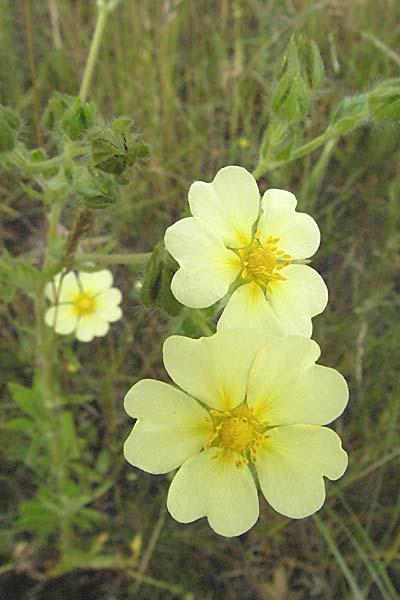 Potentilla recta \ Aufrechtes Fingerkraut, Hohes Fingerkraut / Sulphur Cinquefoil, D Odenwald, Mörlenbach 16.6.2006