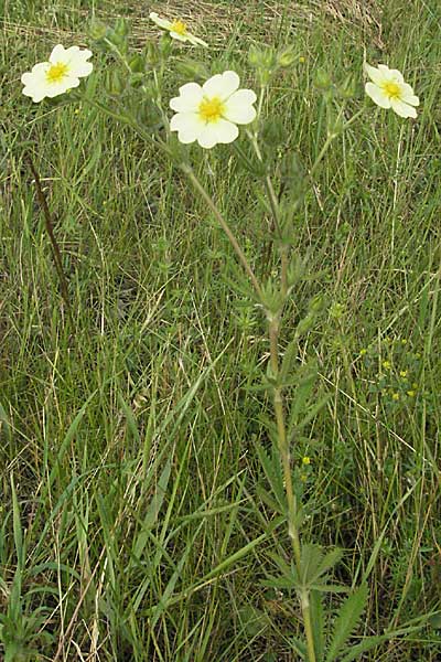 Potentilla recta \ Aufrechtes Fingerkraut, Hohes Fingerkraut / Sulphur Cinquefoil, D Odenwald, Mörlenbach 16.6.2006