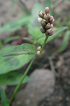 Persicaria maculosa \ Floh-Knterich / Redshank, D Weinheim an der Bergstraße 10.7.2006