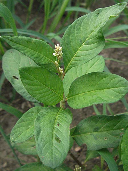 Persicaria brittingeri \ Ufer-Knterich, Fluss-Knterich / Pale Persicaria, D Weinheim an der Bergstraße 10.7.2006