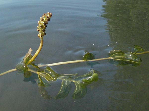 Potamogeton perfoliatus \ Durchwachsenes Laichkraut / Perfoliate Pontweed, D Altrip 16.7.2006