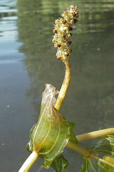 Potamogeton perfoliatus \ Durchwachsenes Laichkraut / Perfoliate Pontweed, D Altrip 16.7.2006