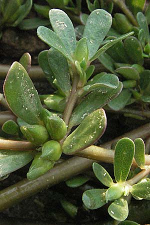 Portulaca oleracea agg. / Common Purslane, D Mannheim 27.7.2006