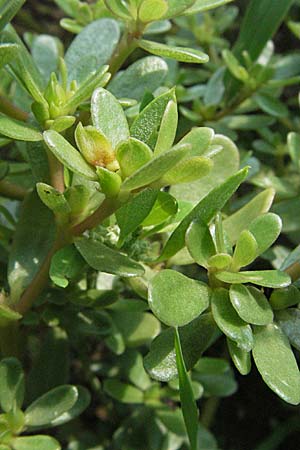 Portulaca oleracea agg. / Common Purslane, D Wagh&auml;usel 5.8.2006