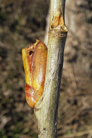 Populus x canadensis \ Kanadische Pappel, Bastard-Schwarzpappel / Black Poplar, D Mannheim 12.3.2007