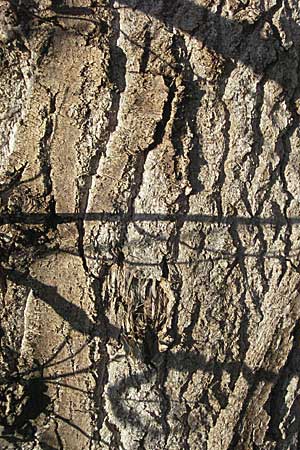 Populus x canadensis \ Kanadische Pappel, Bastard-Schwarzpappel / Black Poplar, D Mannheim 12.3.2007