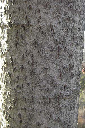 Populus alba \ Silber-Pappel / White Poplar, D Mannheim 12.3.2007