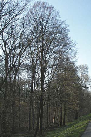 Carpinus betulus \ Hain-Buche, Wei-Buche / Hornbeam, D Mannheim 26.3.2007