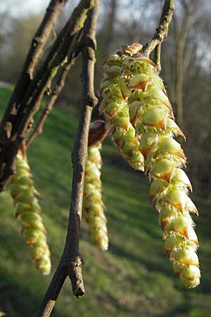 Carpinus betulus \ Hain-Buche, Wei-Buche / Hornbeam, D Mannheim 26.3.2007