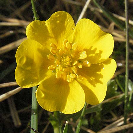 Potentilla aurea \ Gold-Fingerkraut / Golden Cinquefoil, D Schwarzwald/Black-Forest, Feldberg 28.4.2007
