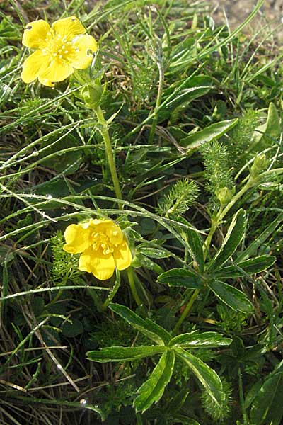 Potentilla aurea \ Gold-Fingerkraut / Golden Cinquefoil, D Schwarzwald/Black-Forest, Feldberg 28.4.2007