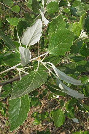 Populus alba, Silber-Pappel