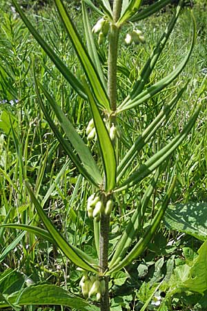 Polygonatum verticillatum \ Quirlblttrige Weiwurz / Whorled Solomon's Seal, D Hüfingen 18.5.2007