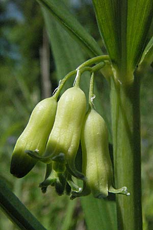 Polygonatum verticillatum \ Quirlblttrige Weiwurz / Whorled Solomon's Seal, D Hüfingen 18.5.2007
