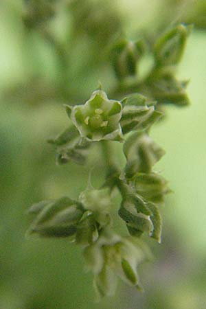 Polycarpon tetraphyllum \ Vierblttriges Nagelkraut / Four-Leaved Allseed, D Pfalz, Speyer 28.7.2007