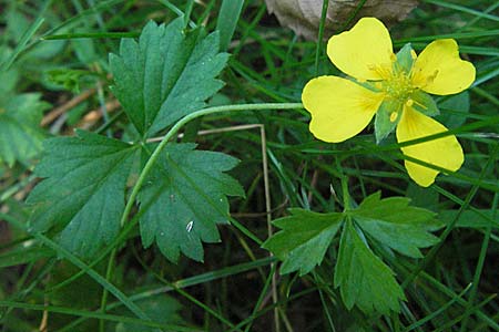 Potentilla anglica \ Niederliegendes Fingerkraut / Trailing Tormentil, D Mörfelden-Walldorf 6.8.2007