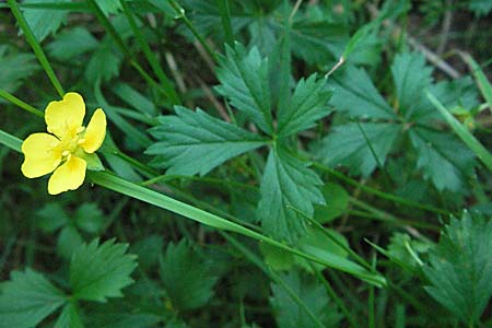 Potentilla anglica \ Niederliegendes Fingerkraut / Trailing Tormentil, D Mörfelden-Walldorf 6.8.2007