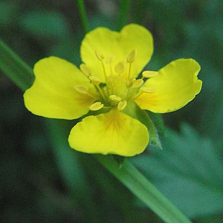 Potentilla anglica \ Niederliegendes Fingerkraut / Trailing Tormentil, D Mörfelden-Walldorf 6.8.2007