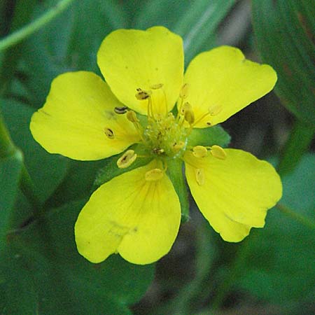 Potentilla anglica \ Niederliegendes Fingerkraut / Trailing Tormentil, D Mörfelden-Walldorf 6.8.2007