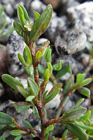 Polygonum rurivagum \ Unbestndiger Vogel-Knterich, Schmalblttriger Acker-Vogelknterich / Cornfield Knotgrass, Narrow-Leaf Knotweed, D Bensheim 5.7.2007