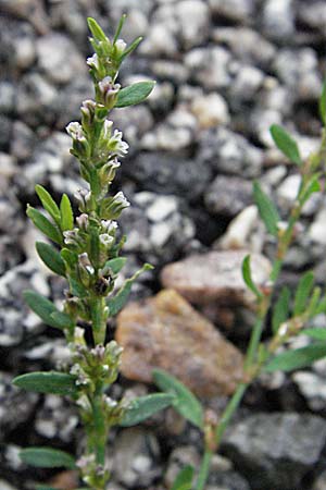 Polygonum rurivagum \ Unbestndiger Vogel-Knterich, Schmalblttriger Acker-Vogelknterich / Cornfield Knotgrass, Narrow-Leaf Knotweed, D Bensheim 5.7.2007