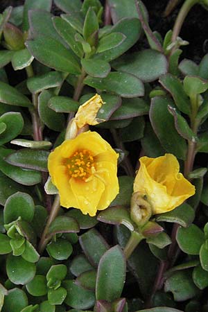 Portulaca grandiflora \ Portulak-R&ouml;schen / Rose Moss, D Bensheim 5.7.2007