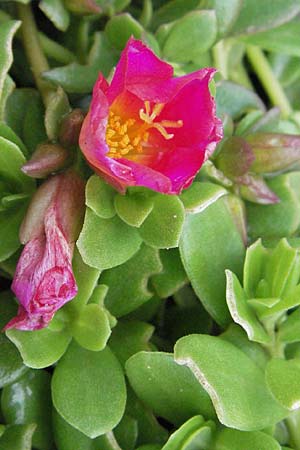 Portulaca grandiflora \ Portulak-R&ouml;schen / Rose Moss, D Bensheim 5.7.2007