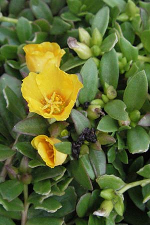 Portulaca grandiflora \ Portulak-R&ouml;schen / Rose Moss, D Bensheim 5.7.2007