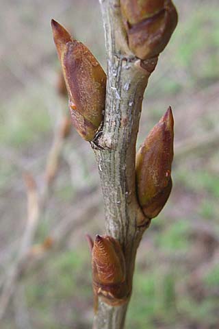 Populus x canadensis \ Kanadische Pappel, Bastard-Schwarzpappel / Black Poplar, D Ketsch 16.3.2008