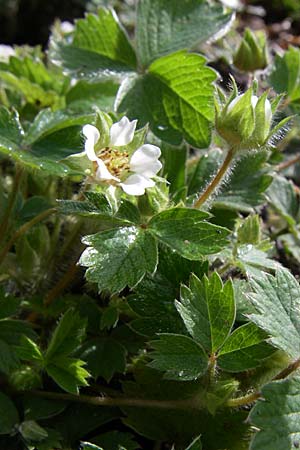 Potentilla sterilis, Barren Strawberry Potentilla sterilis, Barren Strawberry