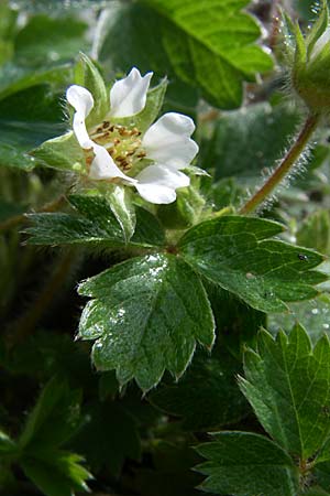 Potentilla sterilis \ Erdbeer-Fingerkraut / Barren Strawberry, D Hambrücken 29.3.2008