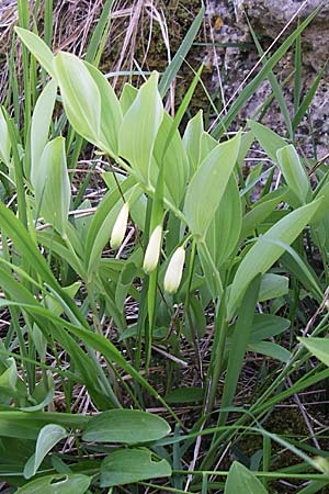 Polygonatum odoratum, Salomonssiegel, Duftende Weißwurz