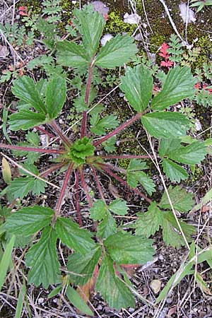 Potentilla norvegica \ Norwegisches Fingerkraut / Rough Cinquefoil, D Karlsruhe 21.7.2008