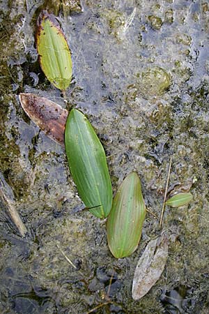 Potamogeton nodosus \ Flutendes Laichkraut / Loddon Pontweed, D Rheinstetten-Silberstreifen 26.7.2008