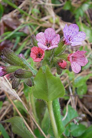 Pulmonaria officinalis \ Echtes Lungenkraut / Lungwort, D Günzburg 18.4.2009