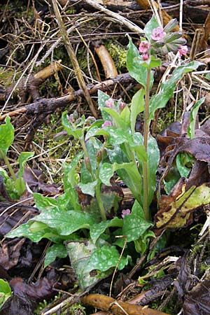 Pulmonaria officinalis \ Echtes Lungenkraut / Lungwort, D Günzburg 18.4.2009