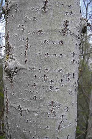 Populus alba \ Silber-Pappel / White Poplar, D Augsburg 18.4.2009