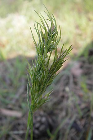 Poa bulbosa \ Knolliges Rispengras / Bulbous Meadow Grass, D Sandhausen 2.5.2009