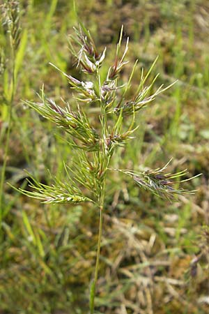 Poa bulbosa \ Knolliges Rispengras / Bulbous Meadow Grass, D Sandhausen 2.5.2009