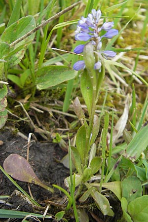 Polygala amarella \ Sumpf-Kreuzblume, Sumpf-Kreuzblmchen / Dwarf Milkwort, D Kempten 22.5.2009