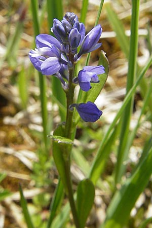 Polygala amarella \ Sumpf-Kreuzblume, Sumpf-Kreuzblmchen / Dwarf Milkwort, D Kempten 22.5.2009