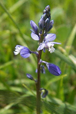 Polygala amarella \ Sumpf-Kreuzblume, Sumpf-Kreuzblmchen / Dwarf Milkwort, D Kempten 22.5.2009